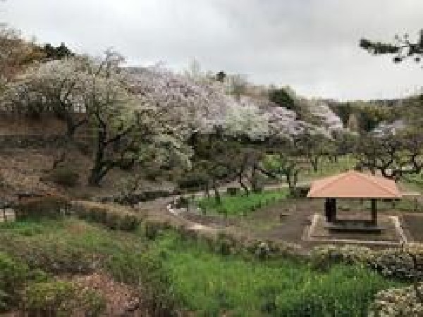 大倉山公園(大倉山公園まで300m 閑静な住宅街の中にあり梅の名所として有名な公園。春には46種類約220本の梅が咲き誇ります。毎年2月には「大倉山観梅会」が行われます。ドラマのロケ地になることも。)