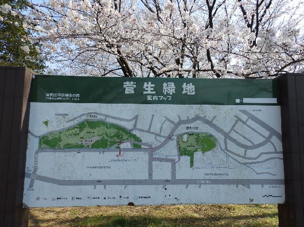 菅生緑地(樹木が立ち並び、木漏れ日を愉しめる公園。落ち着きある空間が広がります。)