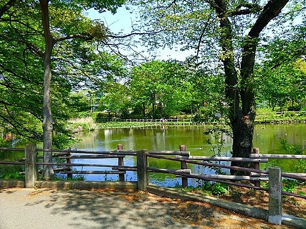 菊名池公園　(池の横には流れるプールや子ども用プールがある。公園側の池には野鳥と触れ合えたりと自然を満喫できる。近所に軽く行ける場所にあるのはうれしい。)