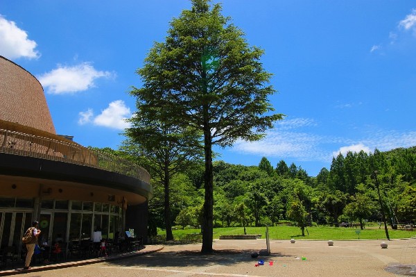 生田緑地　(爽やかな風が通り、豊かな自然をそのままいかした広大な緑地。広場、プラネタリウム、バラ園など、幅広い世代が楽しめるのも魅力です。)