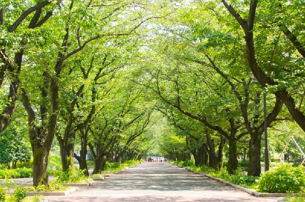 府中の森公園(武蔵野の緑に包まれた森と丘と水辺があり、野球、テニス、サッカーなどの運動施設が充実している。子ども用遊具や水遊び場、傾斜を成した芝生の広場などがある。)
